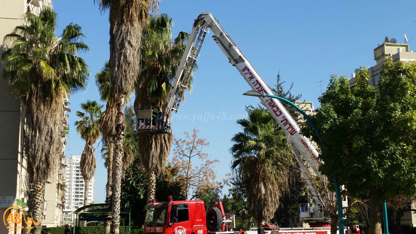 cat in ramla tree (6).jpg